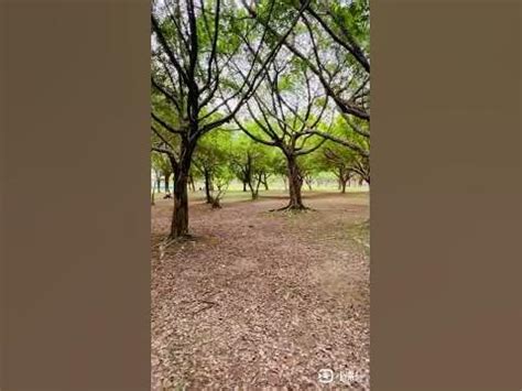 台北磁場好的地方|提升免疫力，達到身心平衡的階段。 南港公園內設有三個磁場